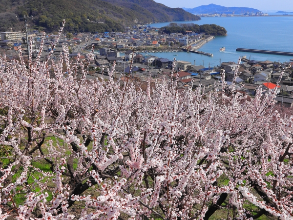 たじり杏まつり