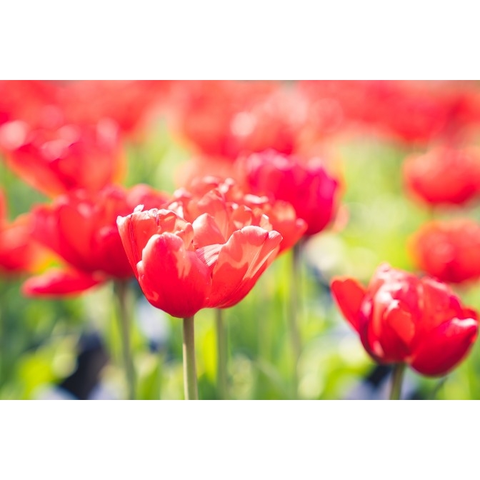 ６万輪の牡丹咲きチューリップとラナンキュラス展｜日本庭園由志園