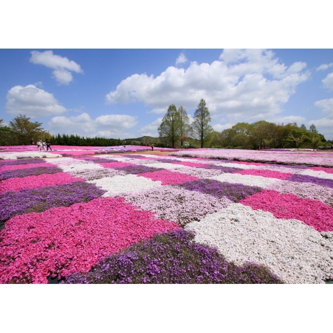 flower village 花夢の里「芝桜とネモフィラの丘」