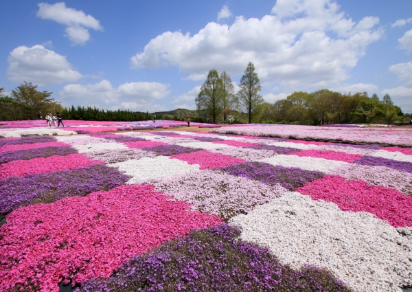 flower village 花夢の里「芝桜とネモフィラの丘」