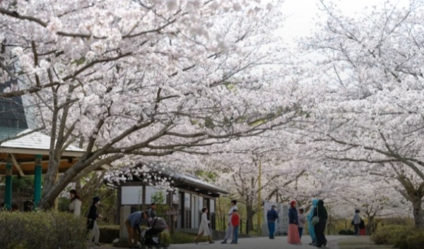 バンブーお花見デー