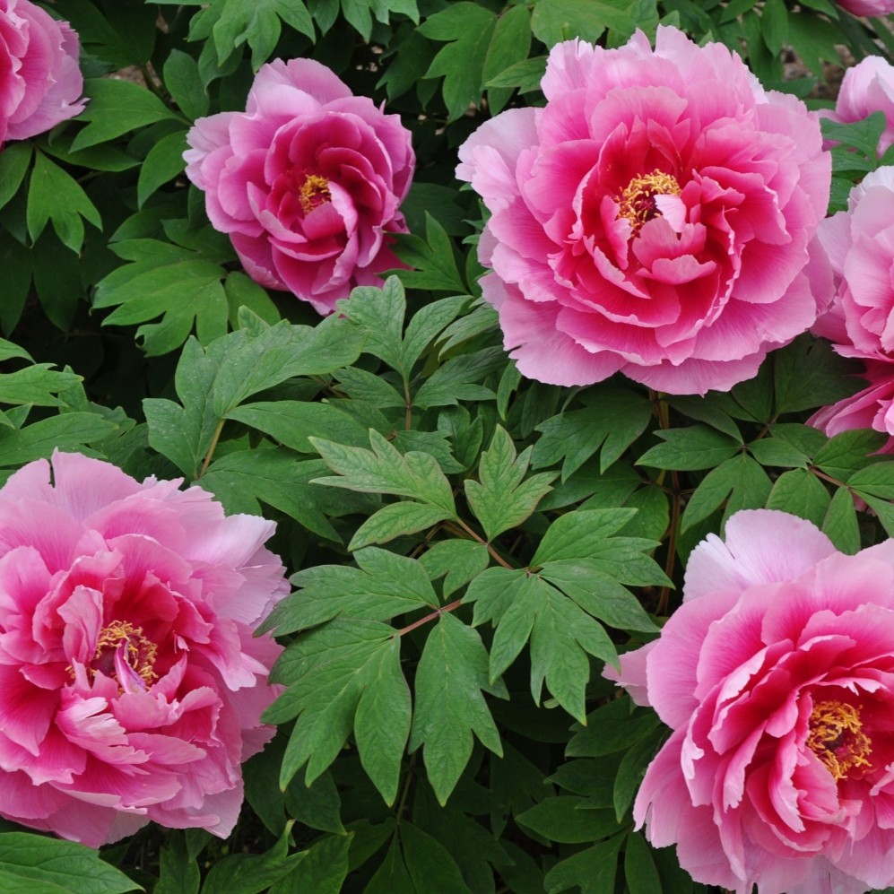 天寧寺〔曹洞宗〕