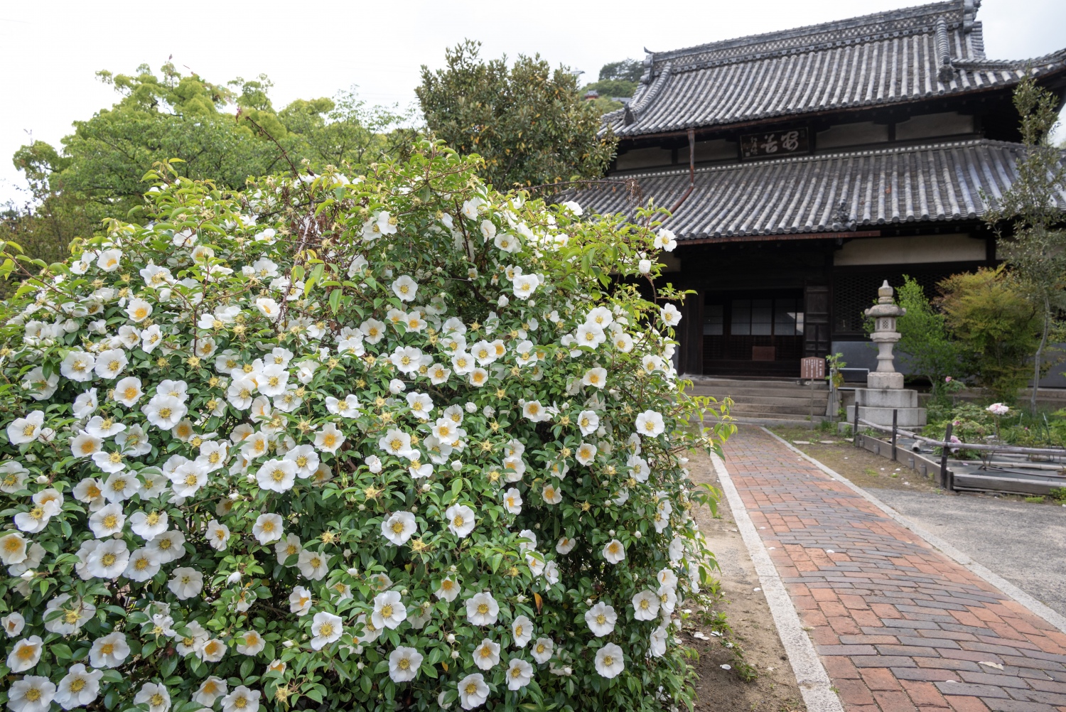 慈観寺〔時宗〕