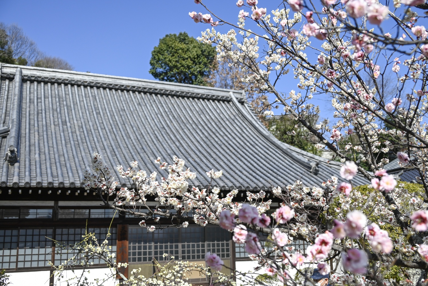 大山寺〔真言宗〕