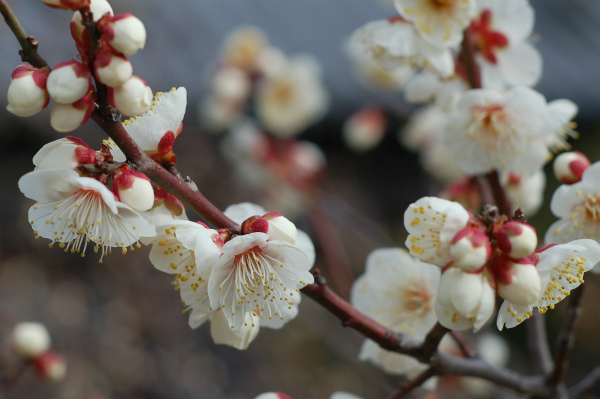 大山寺の梅
