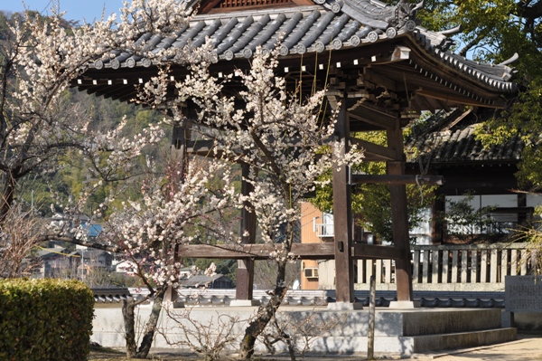 大山寺の梅