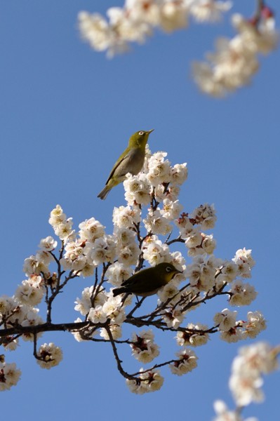 満開の梅とメジロ