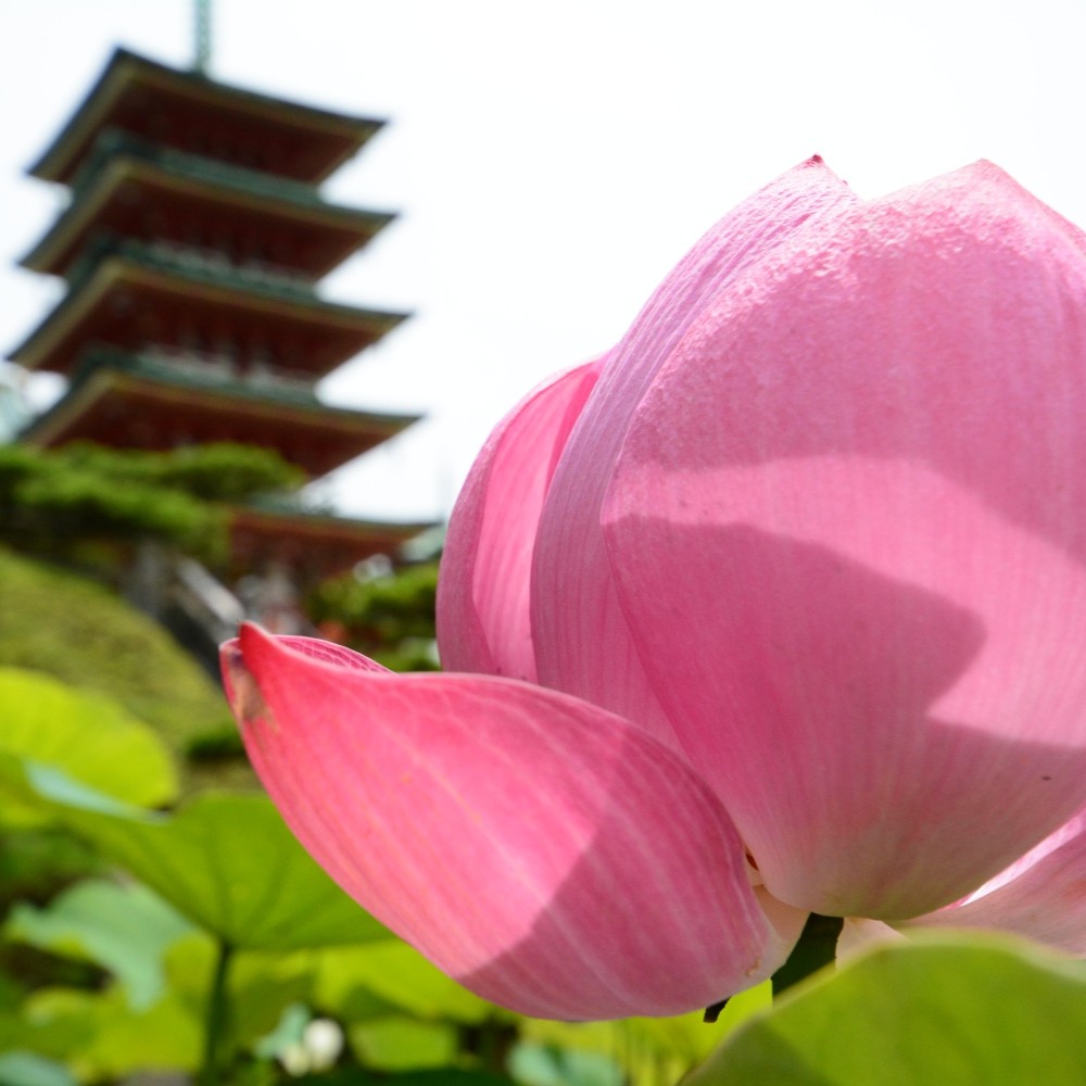耕三寺・耕三寺博物館