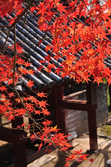 紅葉の山門