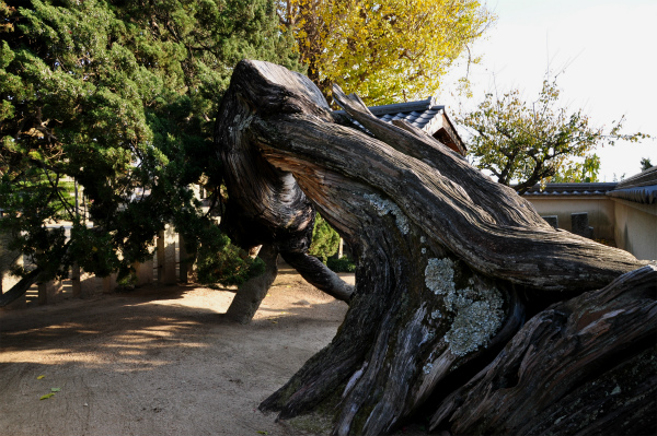 光明坊〔真言宗〕