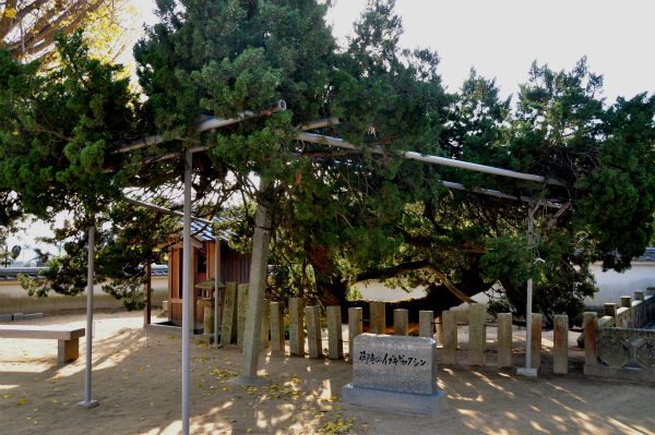 天然記念物「イブキビャクシン」