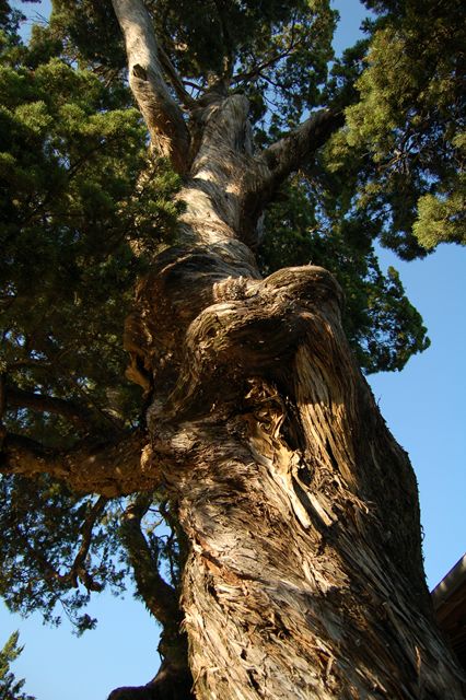 善立寺〔浄土真宗〕