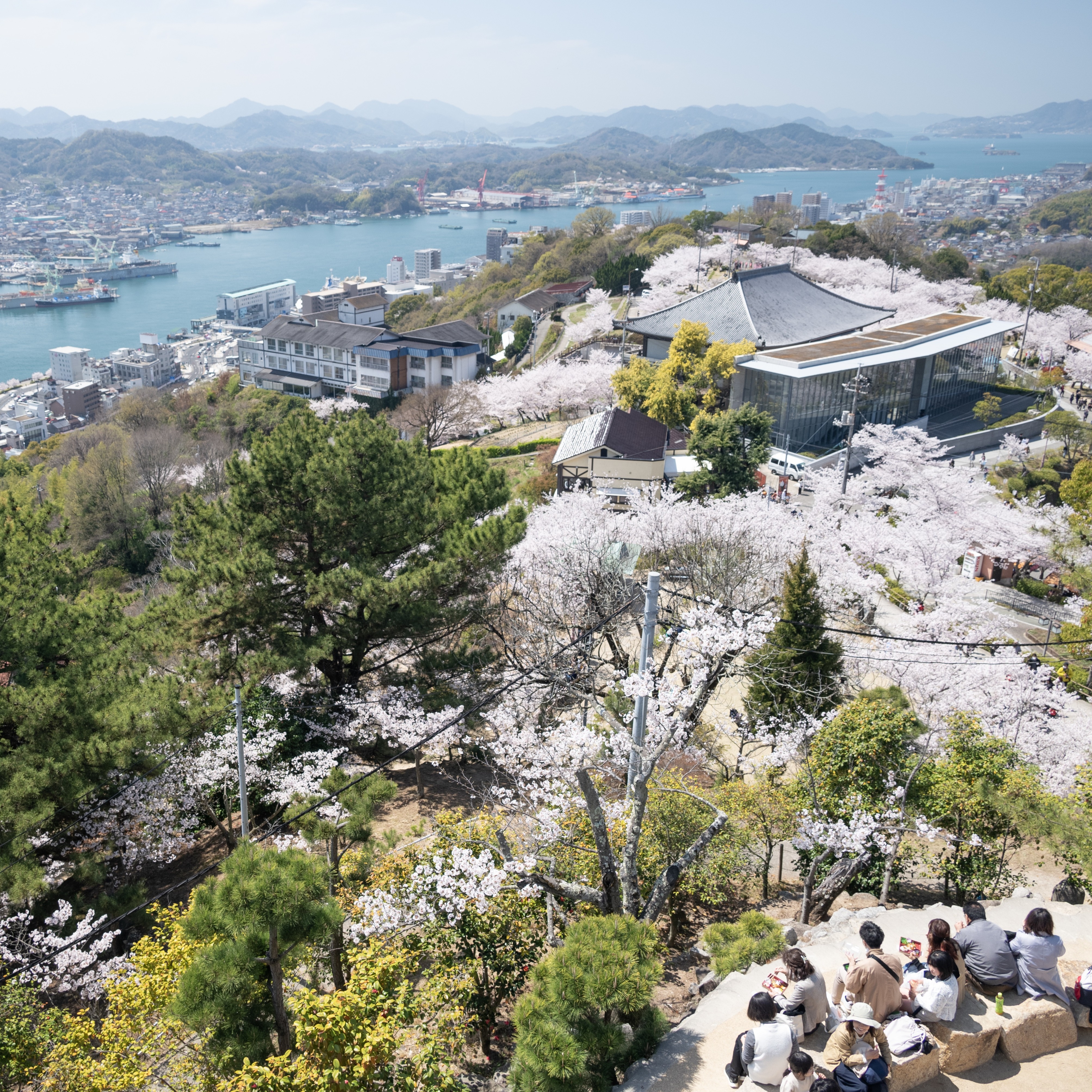 （3月下旬〜4月中旬）千光寺公園の花見