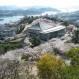 （3月下旬〜4月中旬）千光寺公園の花見