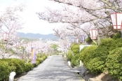 （3月下旬〜4月中旬）千光寺公園の花見