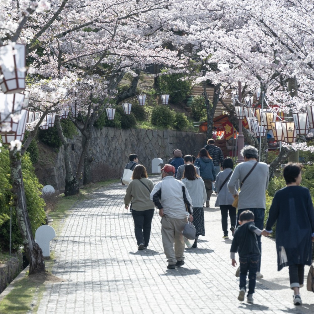 （3月下旬〜4月中旬）千光寺公園の花見
