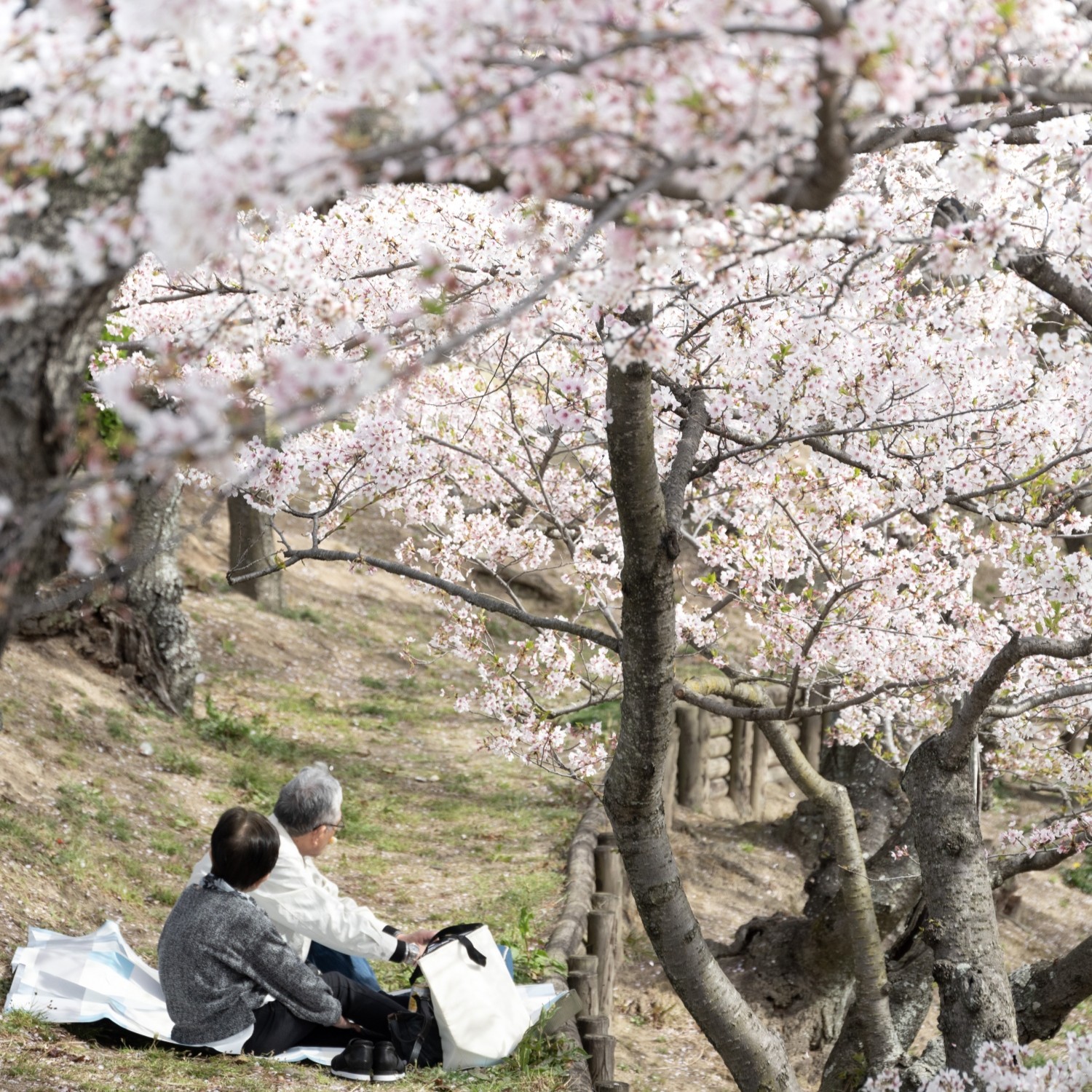 （3月下旬〜4月中旬）千光寺公園の花見