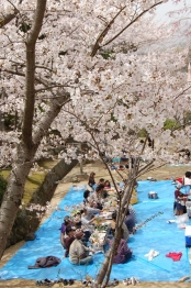 （3月下旬〜4月中旬）千光寺公園の花見