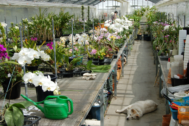 向島洋らんセンター