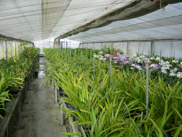 向島洋らんセンター