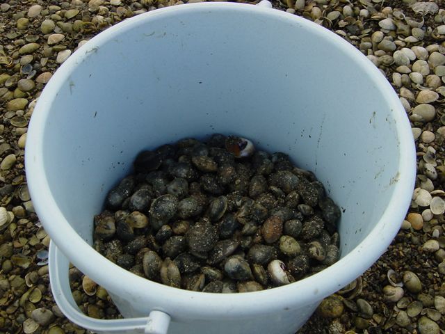 （潮干狩り）山波の洲