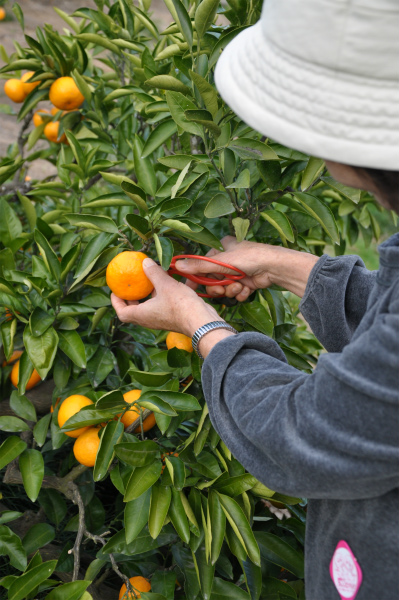 高橋みかん狩りセンター