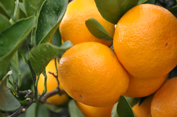 高橋みかん狩りセンター