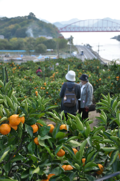 高橋みかん狩りセンター