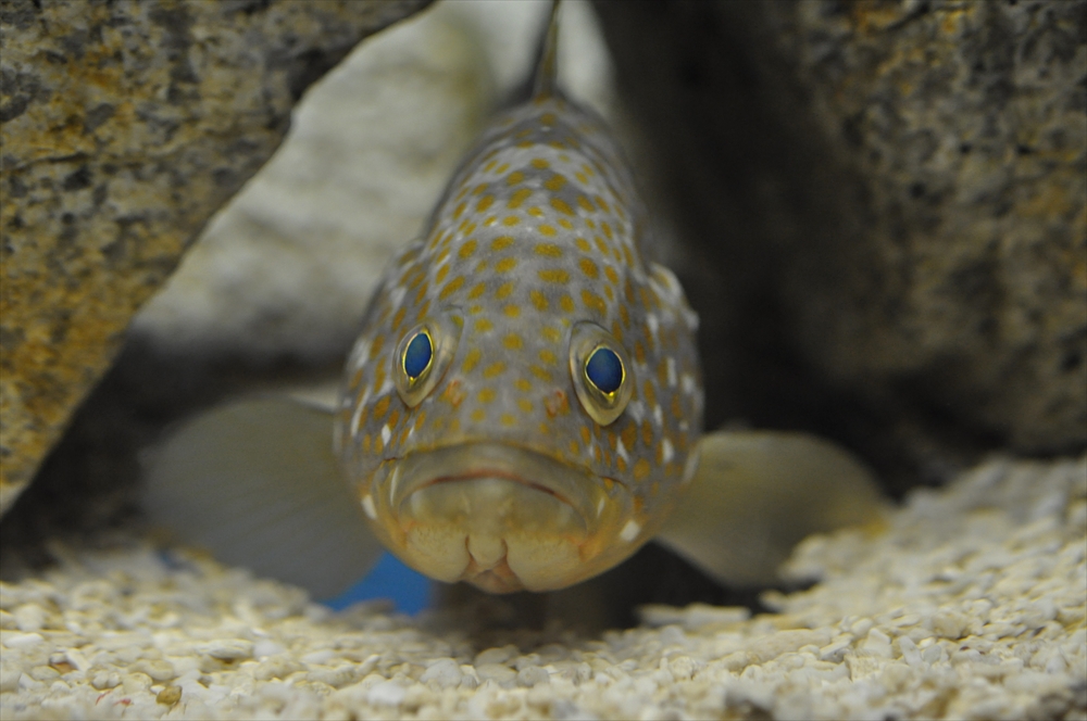 福山大学マリンバイオセンター水族館
