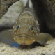 福山大学マリンバイオセンター水族館