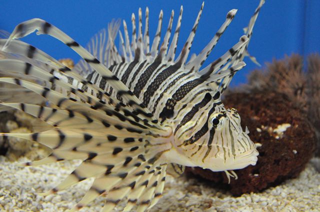 福山大学マリンバイオセンター水族館
