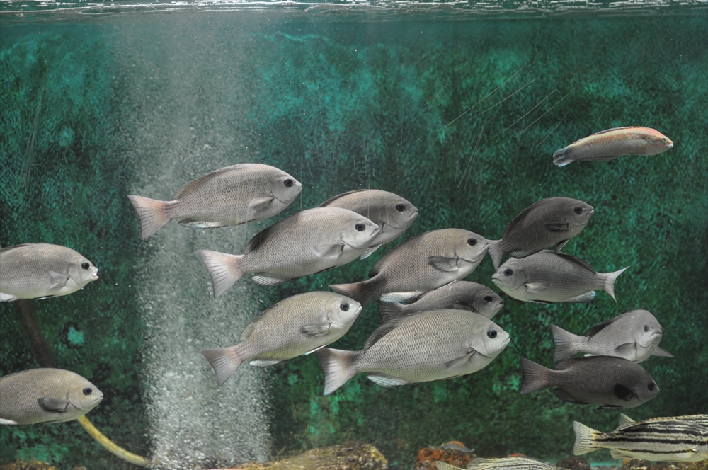 福山大学マリンバイオセンター水族館