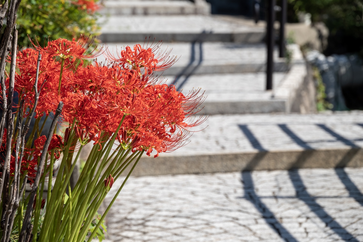 古寺めぐりコース