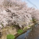 桜土手