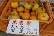 おみやげ　きくや
