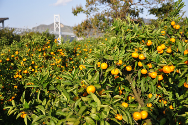 和光観光オレンジ園