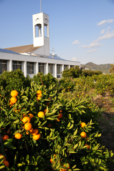 和光観光オレンジ園
