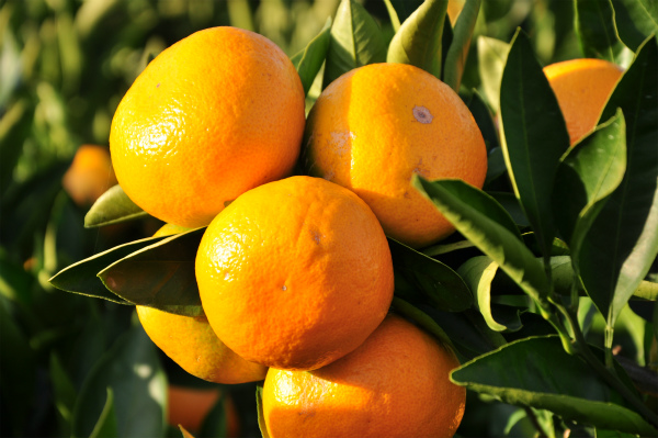 和光観光オレンジ園