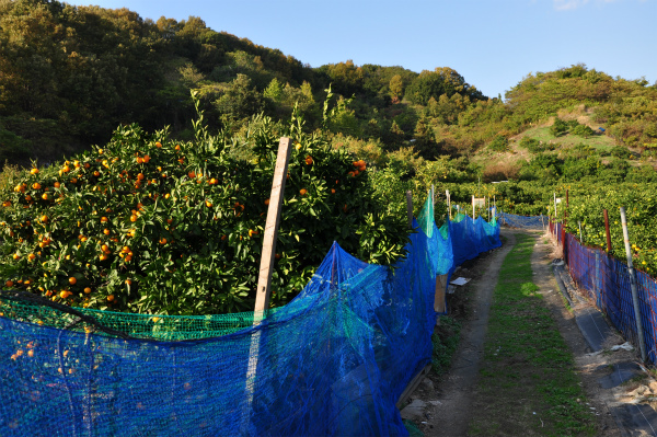 和光観光オレンジ園