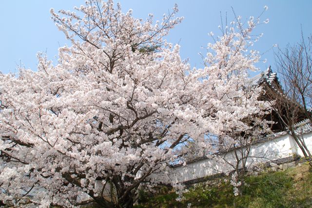 法然寺(浄土宗)