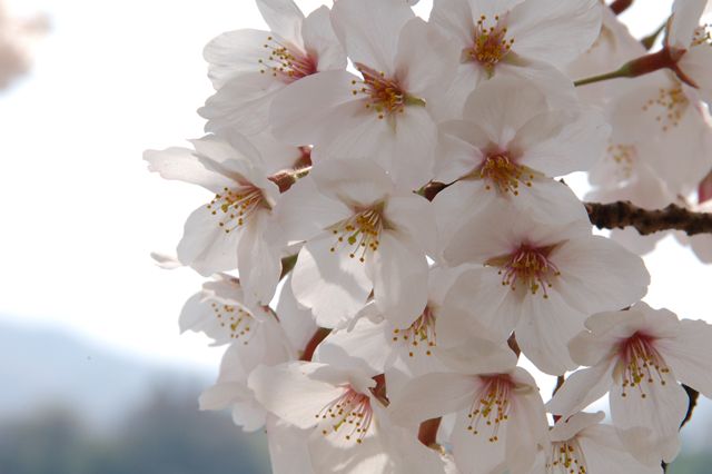 法然寺(浄土宗)