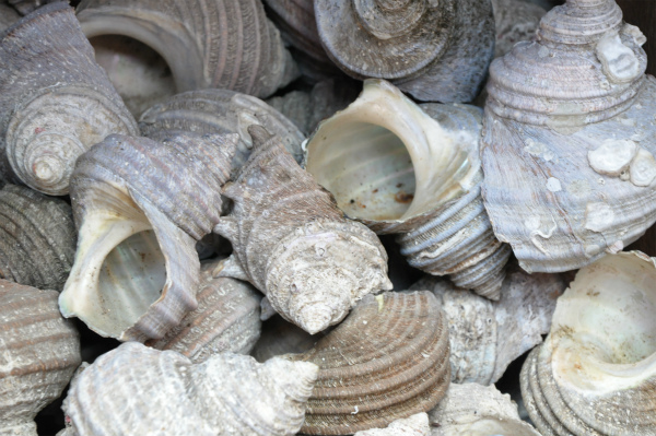 耳の形に似たサザエに米やお酒を入れて供えてあります