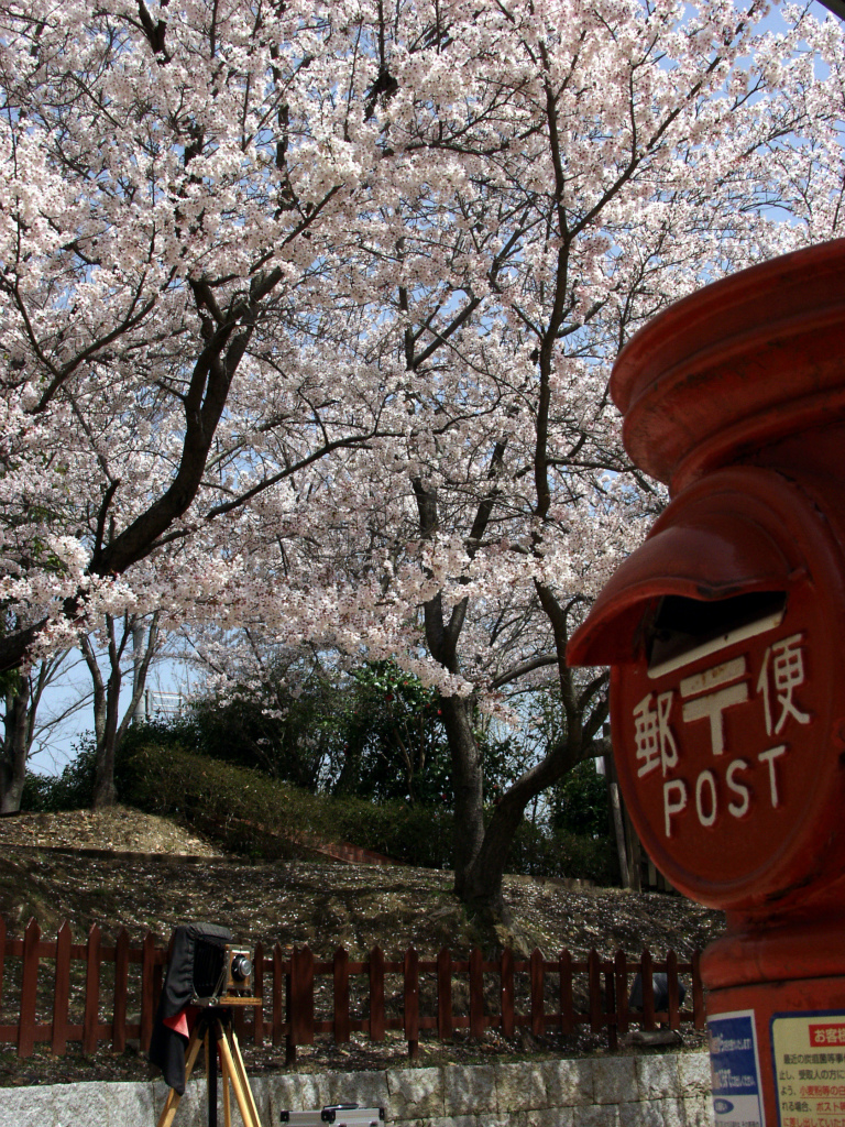 丸ポストと桜