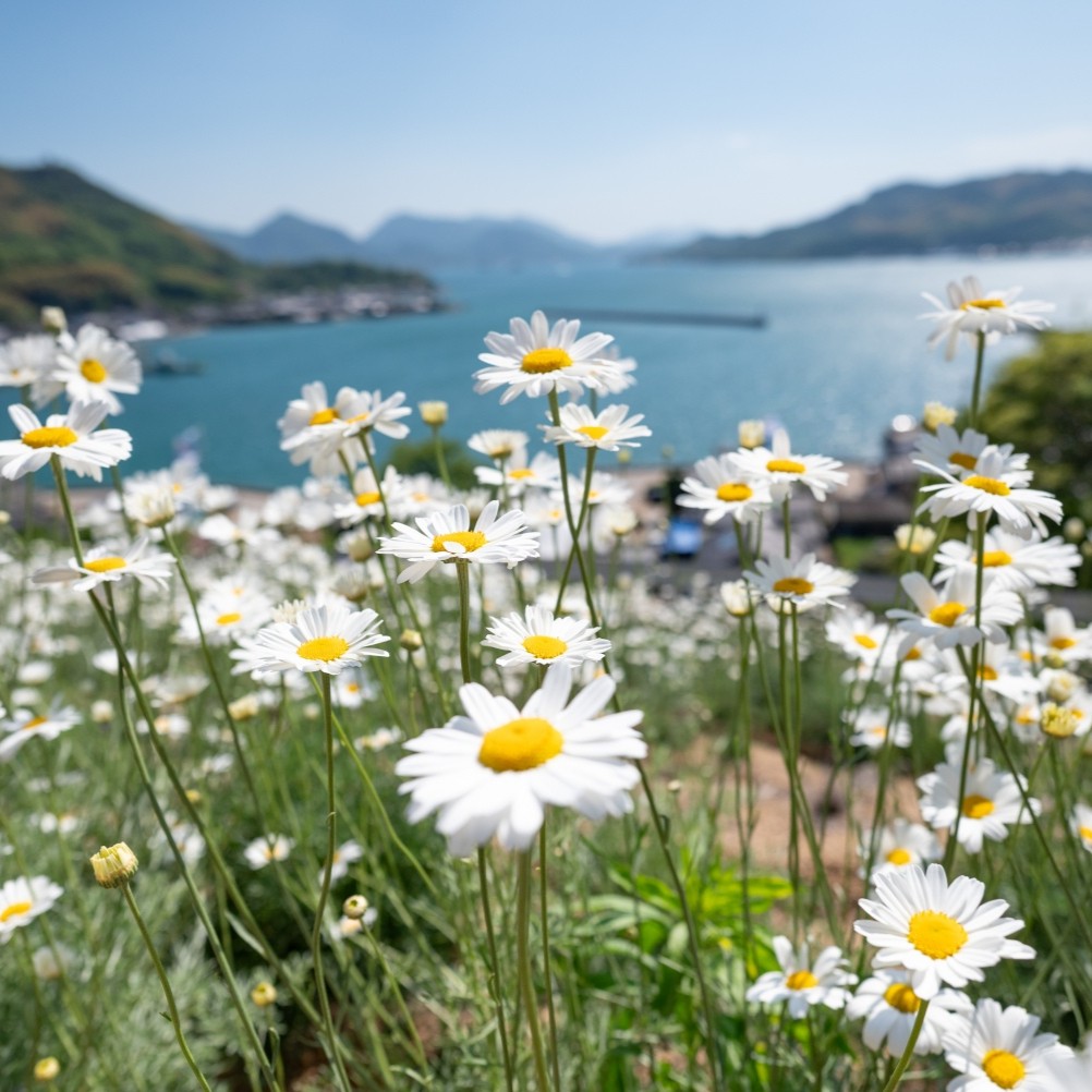重井西港斜面の除虫菊畑