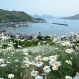 重井西港斜面の除虫菊畑