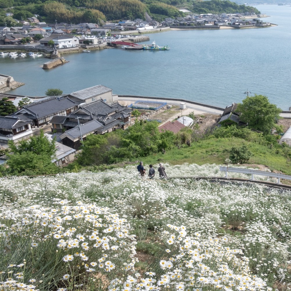 重井西港斜面の除虫菊畑