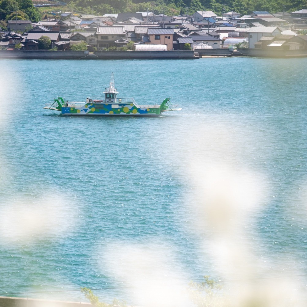 重井西港斜面の除虫菊畑