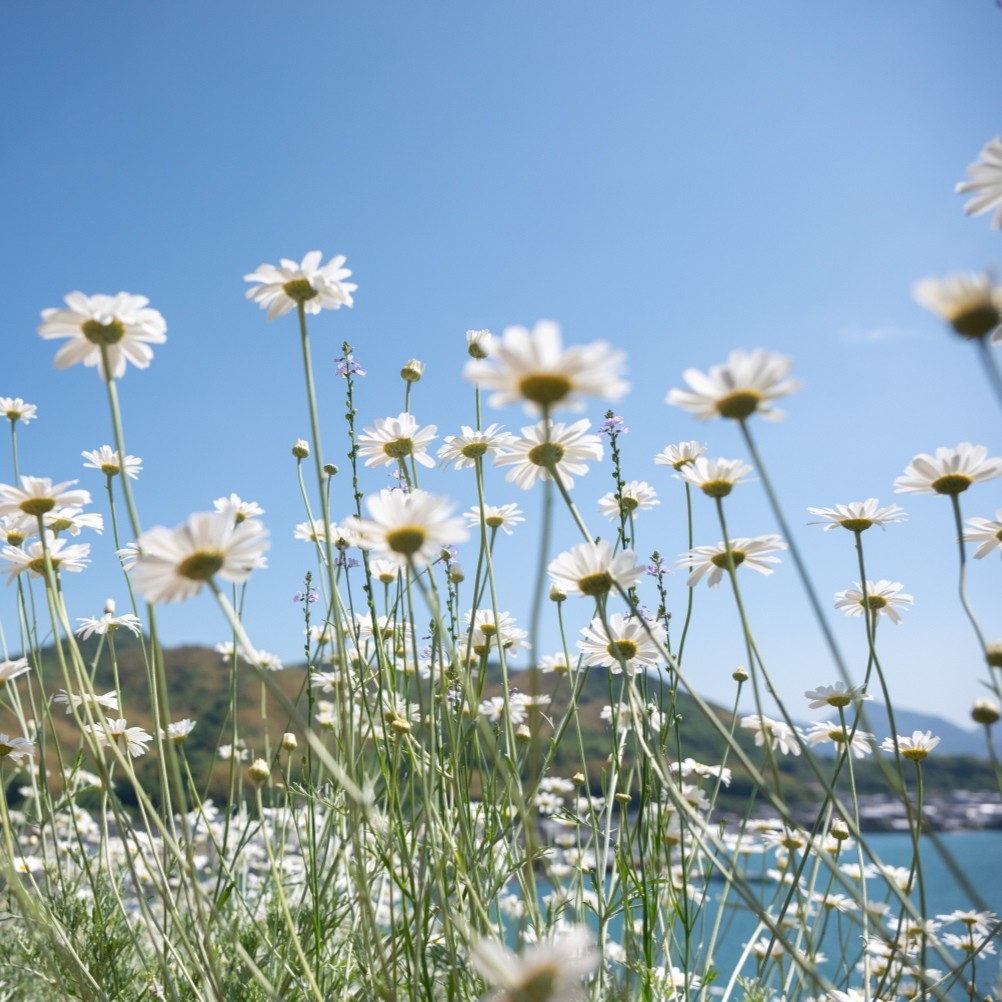 重井西港斜面の除虫菊畑
