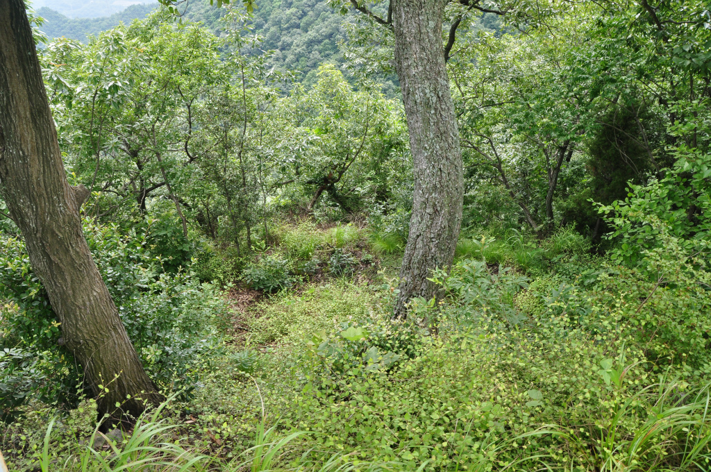 青影山 [青陰城址]（瀬戸内海国立公園・日本遺産）