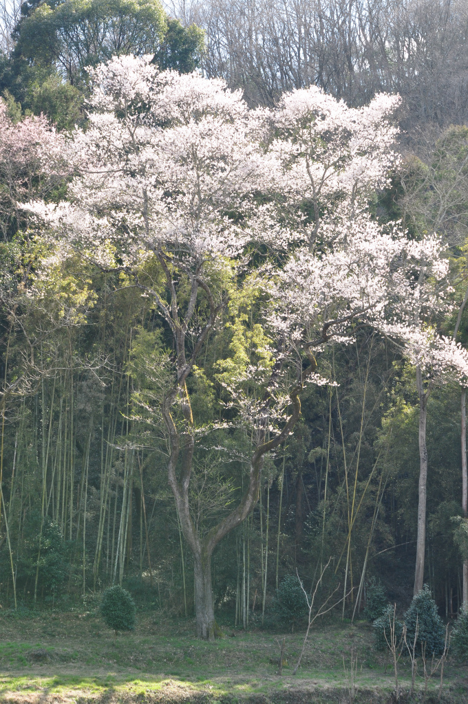 原田町のエドヒガンザクラ（早春なごみ桜）【天然記念物】